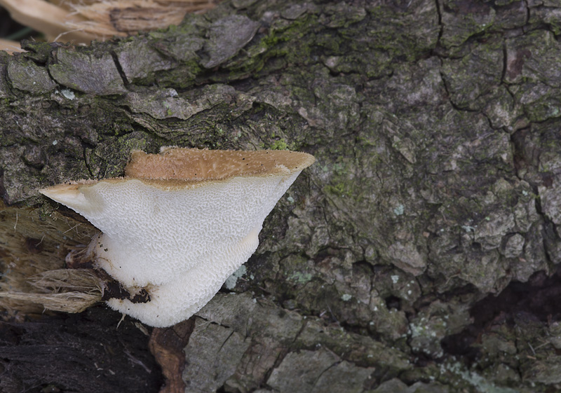 Polyporus tuberaster